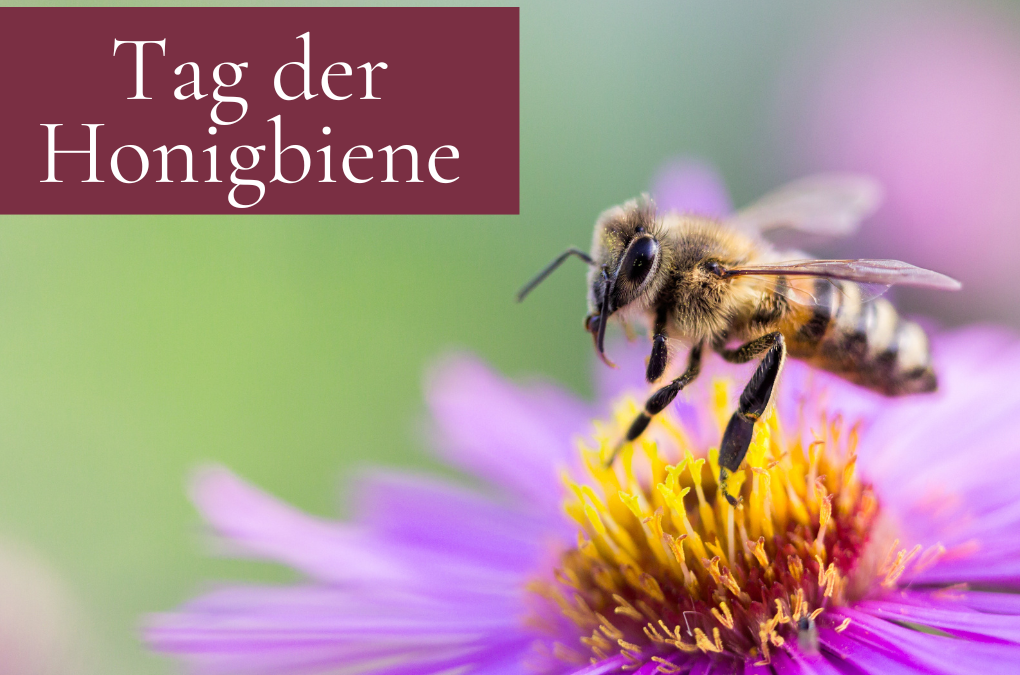 Tag der Honigbiene – Rettet die Bienen!